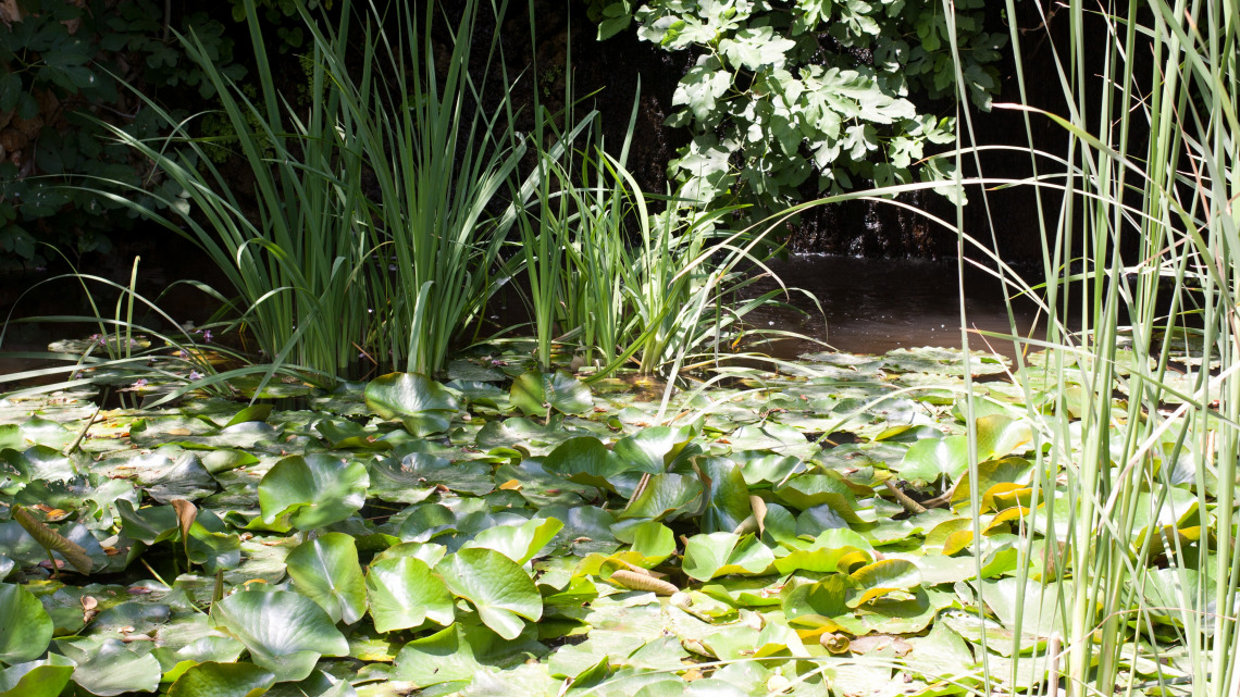 botanical_gardens